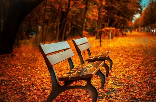 Benches surrounded by leaves in an autumn/fall setting