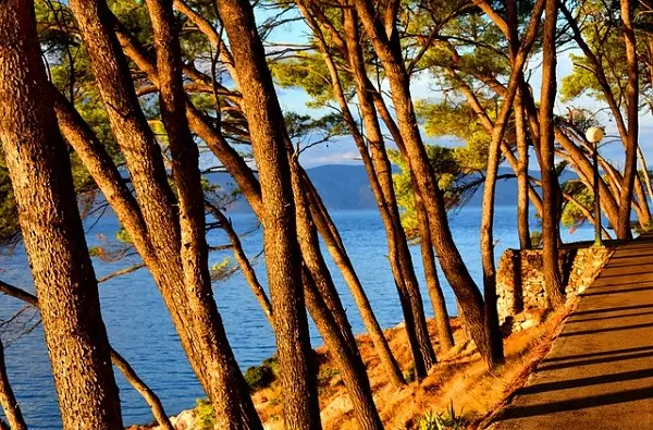 trees on a path